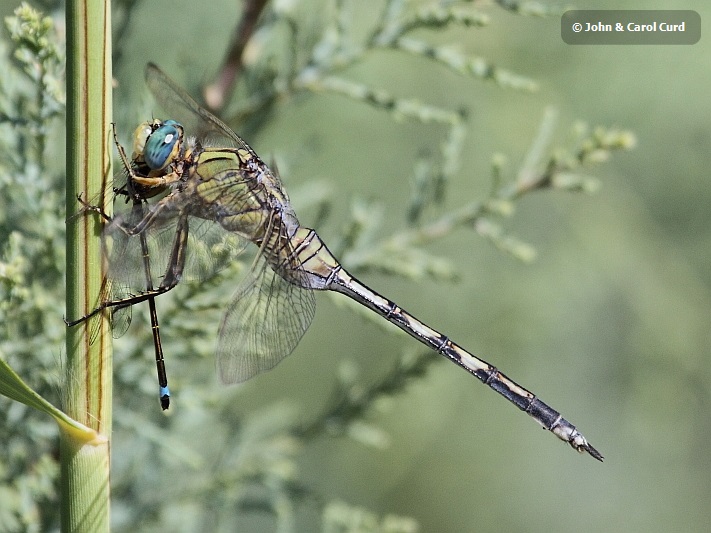 J17_1420 Orthetrum trinacria eating.JPG